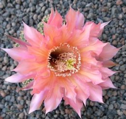 Echinopsis Hybr. Nr. 150