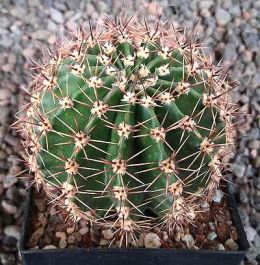 Echinopsis Hybr. El Capitan TS50