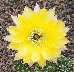 Echinopsis Hybr. Fourty Niner 375