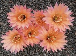 Echinopsis Hybr. Nr. hb619
