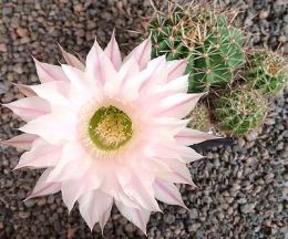 Echinopsis