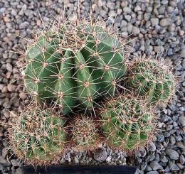 Echinopsis