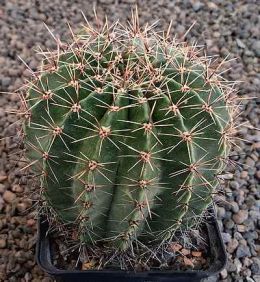 Echinopsis