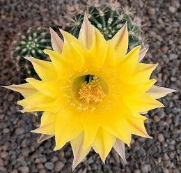 Echinopsis