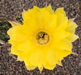 Echinopsis