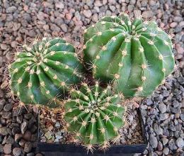 Echinopsis