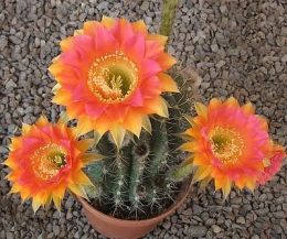 Echinopsis Hybr. Nr. hb39
