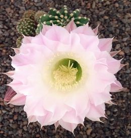 Echinopsis Hybr. Nr. hb333