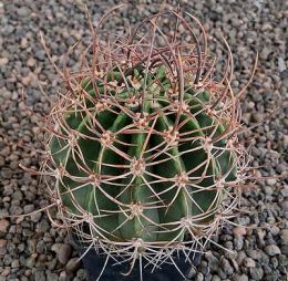 Echinopsis leucantha
