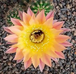 Echinopsis Hybr. Rheingold 244 Herz Dame