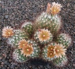 Escobaria emskoetteriana
