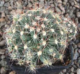 Escobaria vivipara