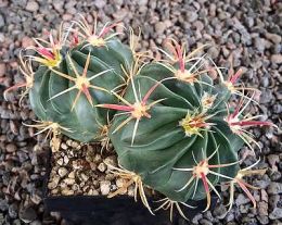 Ferocactus latispinus