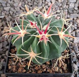 Ferocactus latispinus