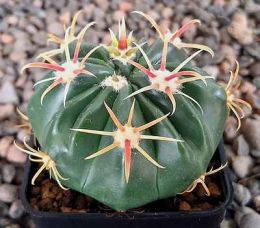 Ferocactus latispinus