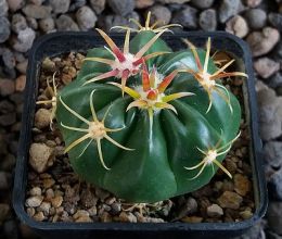 Ferocactus latispinus