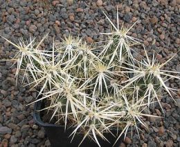 Grusonia clavata