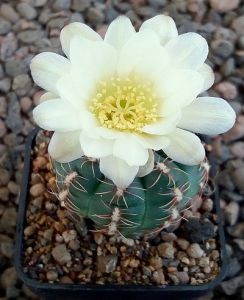 Gymnocalycium andreae matznetteri STO394