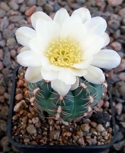 Gymnocalycium andreae matznetteri STO394