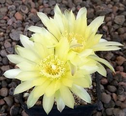 Gymnocalycium Attersee Hybr