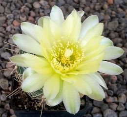 Gymnocalycium Attersee Hybr