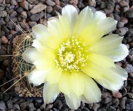 Gymnocalycium Attersee Hybr