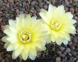 Gymnocalycium Attersee Hybr