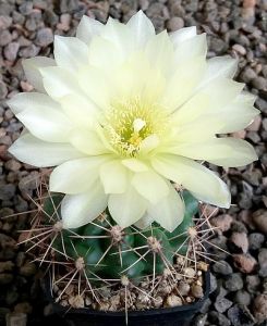Gymnocalycium Attersee Hybr