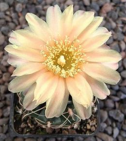 Gymnocalycium Attersee Hybr