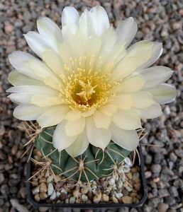 Gymnocalycium Attersee Hybr