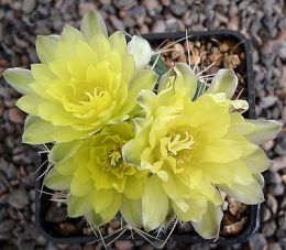 Gymnocalycium Attersee Hybr