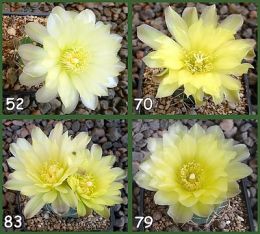 Gymnocalycium Attersee Hybr