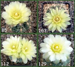 Gymnocalycium Attersee Hybr