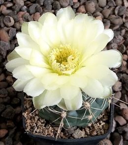 Gymnocalycium Attersee Hybr