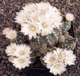 Gymnocalycium bruchii P506