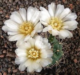 Gymnocalycium gibbosum