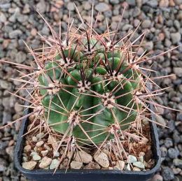 Gymnocalycium horridispinum