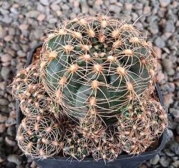 Gymnocalycium mesopotamicum P241
