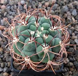 Gymnocalycium pflanzii argentinense JN1480