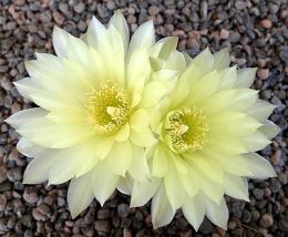 Gymnocalycium schatzlianum
