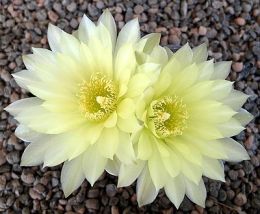 Gymnocalycium schatzlianum