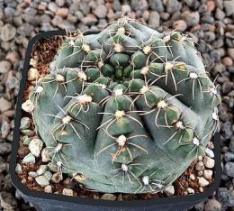 Gymnocalycium spec. KBS85