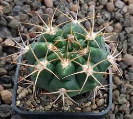 Gymnocalycium valnicekianum STO829