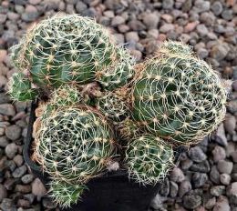 Lobivia arachnacantha mairana
