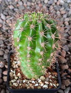 Lobivia krahn juckeri MN465