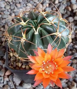 Lobivia tegeleriana