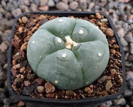 Lophophora williamsii