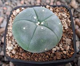 Lophophora williamsii