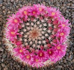 Mammillaria