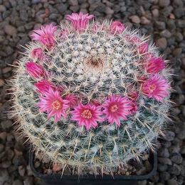 Mammillaria